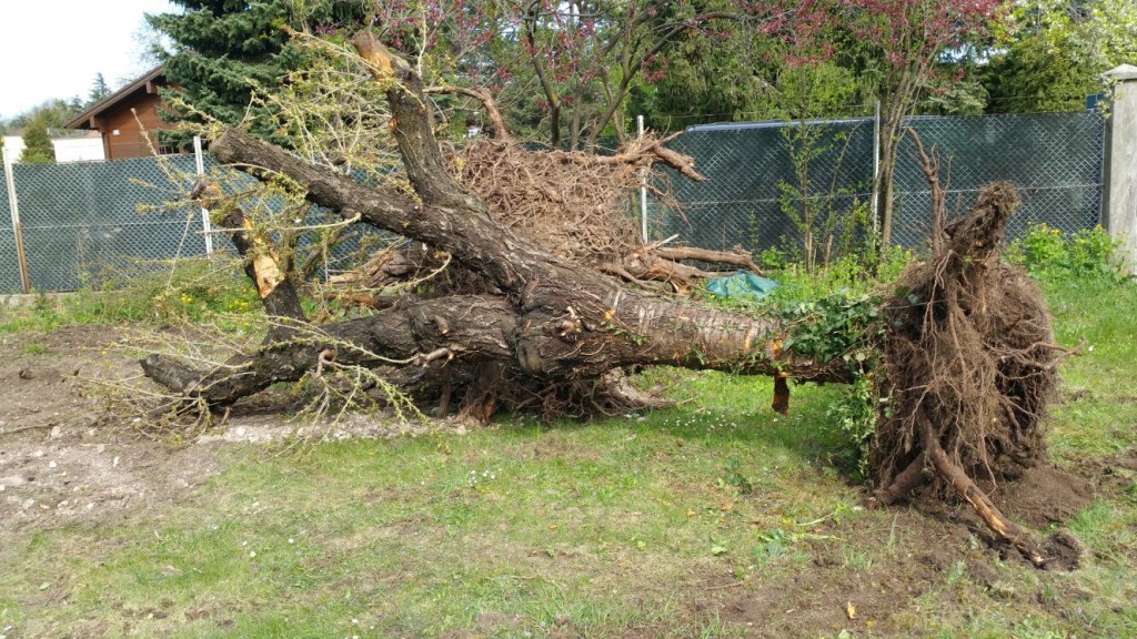 Baumwurzel ausheben und entsorgen